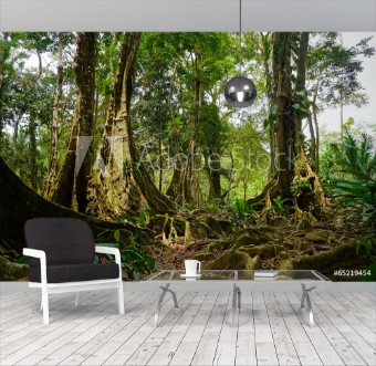 Picture of Tropical trees and roots in the jungle